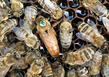 Matki pszczele Buckfast z pasieki 2023