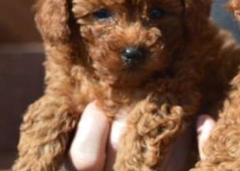 Pudel miniatura red suczka/piesek