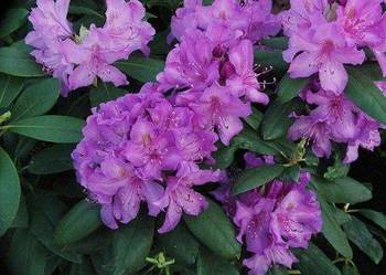 Różanecznik Catawbiense Grandiflorum C5