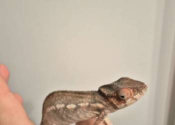 Kameleon lamparci Ambilobe Red Bar – samiczka