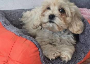 Cockapoo suczka amerykański Cocker spaniel cockapoo americano