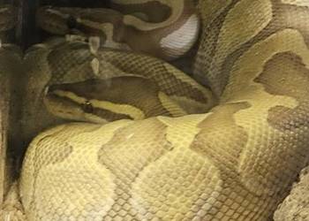 Samica Pyton królewski python regius enchi fire/lesser