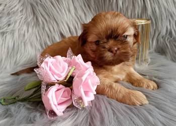 Piękna suczka shih tzu szuka domku