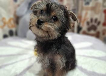 Yorkshire  terrier