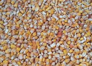Kukurydza ziarno zmielona karma dla kur ryb ptaków zanęta 50kg/60zł