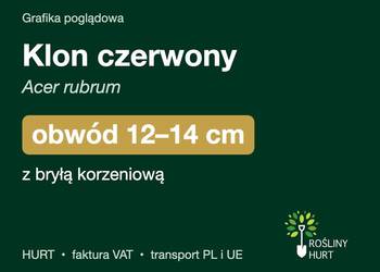 Klon czerwony (Acer rubrum) obwód 12-14 cm, z bryłą – HURT