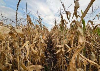 Nasiona kukurydzy P9944 ziarno/kiszonka fao 290/300