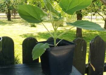 Paulownia 30 zł sztuka