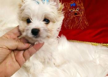 Maleńki samczyk Alus Golddust Yorkshire terrier ,nie biewer.