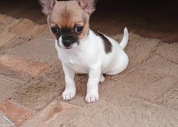 Chihuahua, XS chłopiec Diament