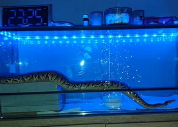 Pyton królewski samiec 2 lata wraz z terrarium i wyposażeniem