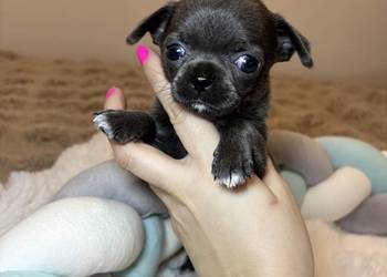 Chihuahua piesek krótkowłosy niebieski Blue badania DNA