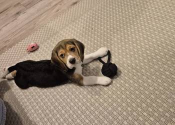 Sprzedam beagle z rodowodem