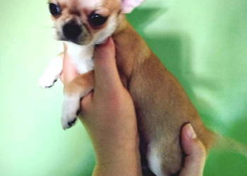 Suczka chihuahua gotowa na zmianę domu