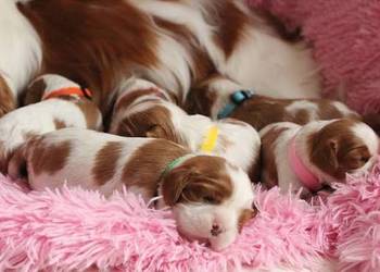 Cavalier King charles spaniel suczka blenhein