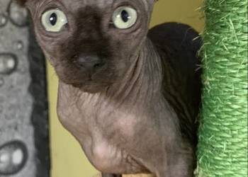 Sfinks Kanadyjski. Do odbioru kocurek. Rodowód