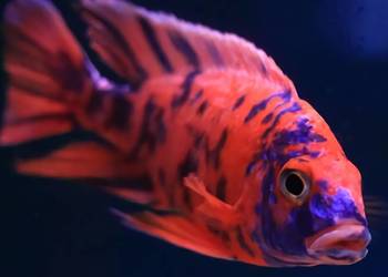 Aulonocara calico RED - OB - Pyszczak - Pyszczaki - KURIER