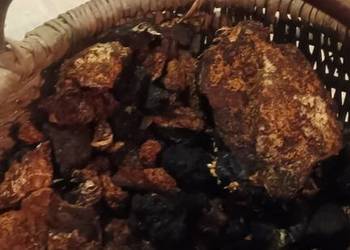 Chaga (czaga, błyskoporek podkorowy) Grzyb leczniczy