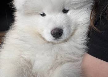 Samoyed/samojed