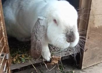 Sprzedam króliki mięsna odchowano