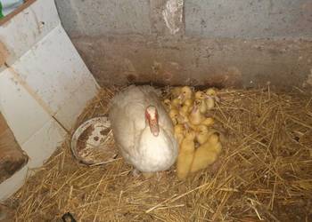 Sprzedam KACZKI PEKIN = 4 tygodniowe