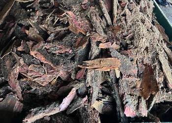 KORA IGLASTA, modrzewiowa, 70zł/m3, TANIO