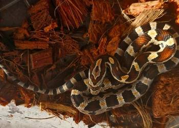 Wąż zbożowy Pantherophis guttatus Aboots okeetee