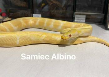 Pyton królewski, boa