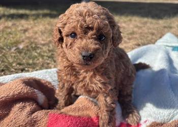 Wyjątkowe szczenięta Pudel Toy