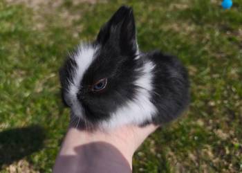 Królik miniaturka karzelek Teddy