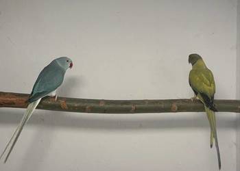 Papugi Aleksandretty obrożne opalin go para lęgowa