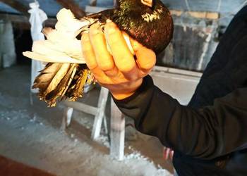 Gołębie zamojskie górnolotne