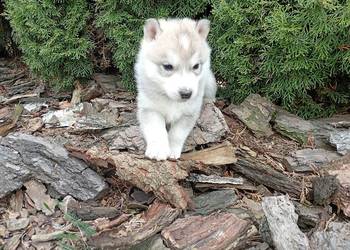 SIBERIAN HUSKY BOY