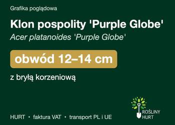 Klon pospolity 'Purple Globe' obwód 12-14 cm, z bryłą – HURT