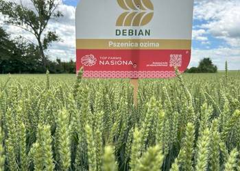 Pszenica DEBIAN - odmiana chlebowa B, bardzo wydajna