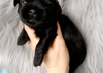 Piękny czarny piesek rasy Shih-Tzu