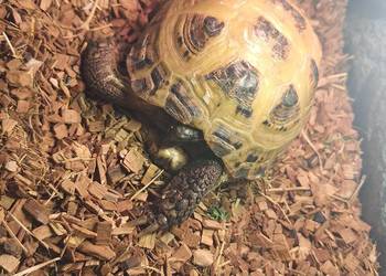 Żółw stepowy Stepcia z certyfikatem