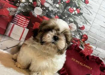 Shih-Tzu przepiękny gotowy do odbioru