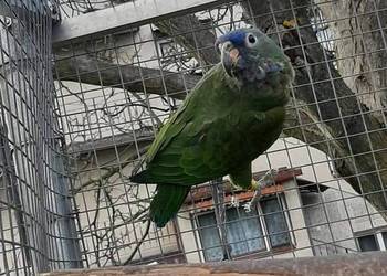Piony niebieskogłowe 25r