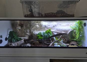 Wąż smugowy + terrarium 100x40x40  + myszy