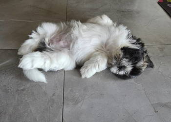 Pięciopokoleniowe Shih Tzu