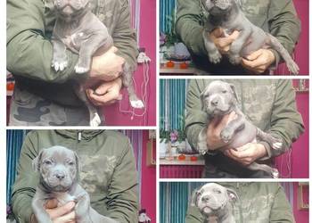 American staffordshire terrier