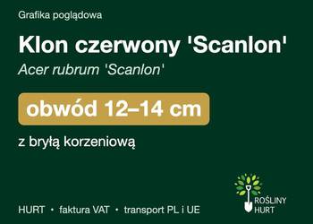 Klon czerwony 'Scanlon' (Acer rubrum) obwód 12-14 cm, z bryłą – HURT