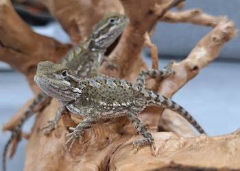 Agama brodata karłowata