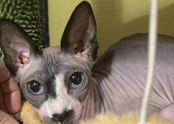 Sfinks Kanadyjski. Koteczka do odbioru. Rodowód