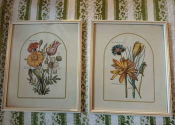 Stylowe 2 ryciny botaniczne przedstawiające różne kwiaty polne.