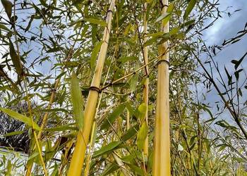 Bambus Phyllostachys Aureosulcata f. Aureocaulis 2,5l