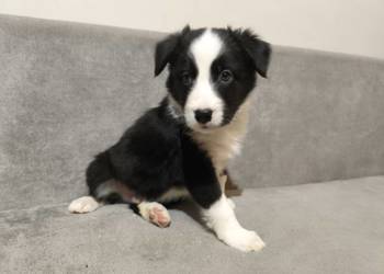 Piesek Border collie czarno-biały z rodowodem z domowej hodowli