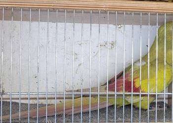 Papugi górskie pastele samiec 2025 z DNA