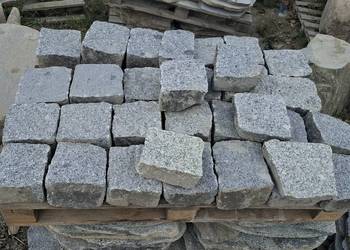 Krostka rzędowa szara łupnieta na pół